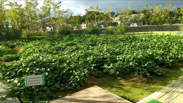 圖1:供周邊小學教學體驗的屋頂菜園